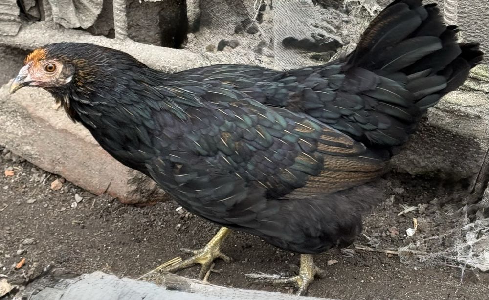 Na sprzedaz mlode kurki i koguty