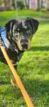 Rodzinny, cudowny trójłapek Charlie do adopcji.