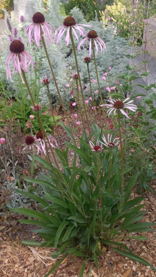 JEŻÓWKA BLADA Echinacea - sadzonki w doniczkach