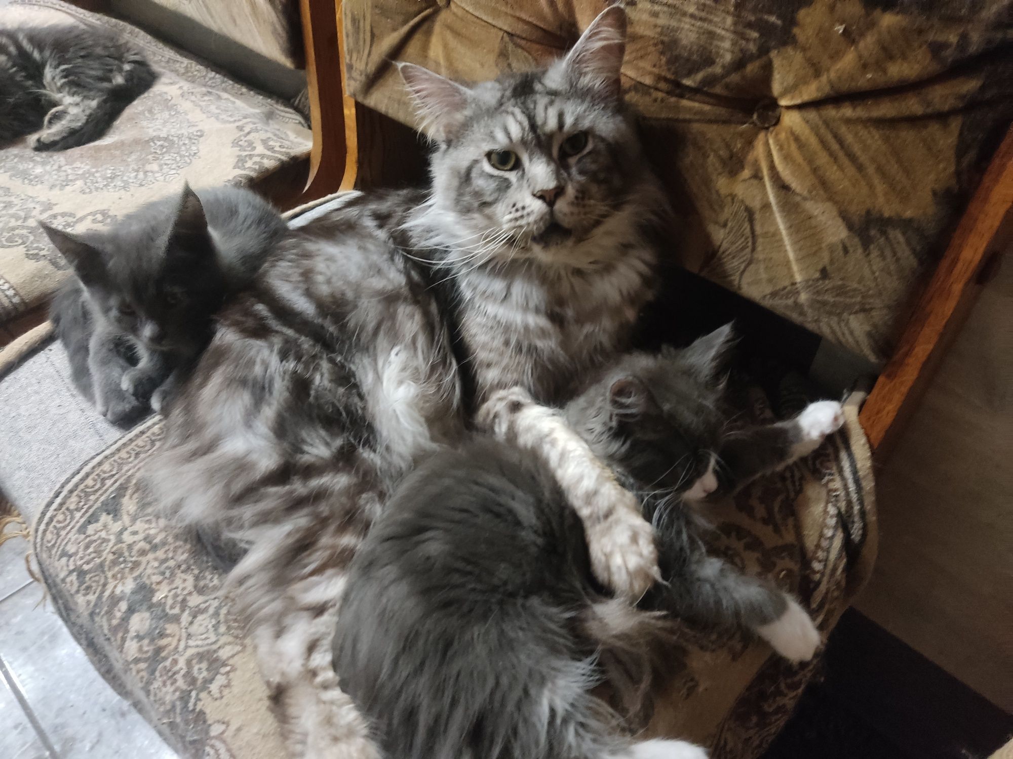 Котята МейКуны чистокровные