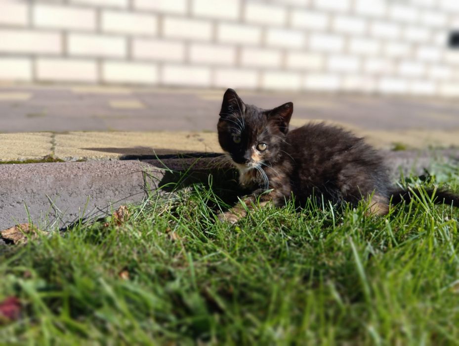 Кошенята в добрі руки
