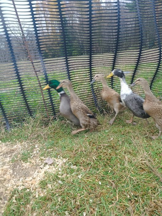 Biegusy Indyjskie kaczki z maja tego roku kaczor staropolski