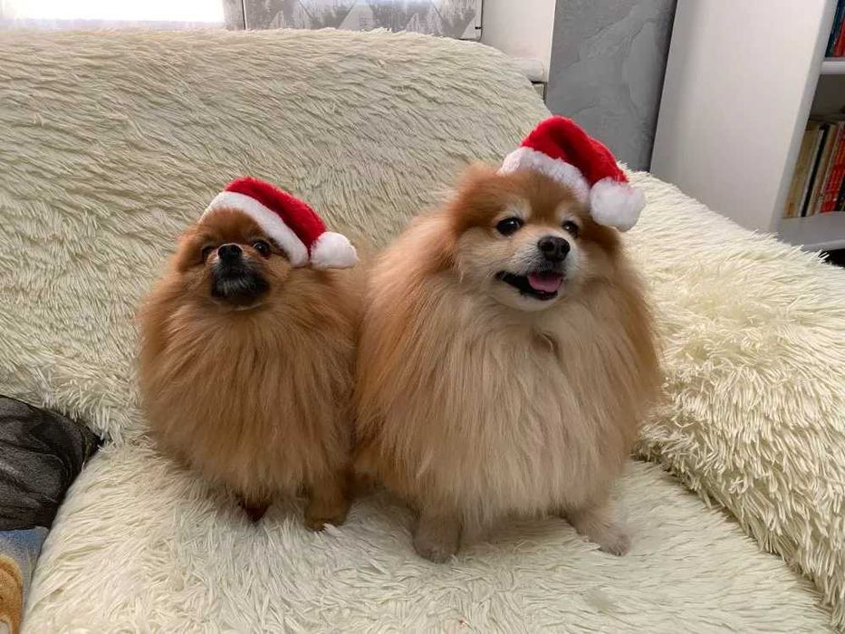 Новорічна шапка для собак. Костюм для собак.Новогодняя шапка для кота