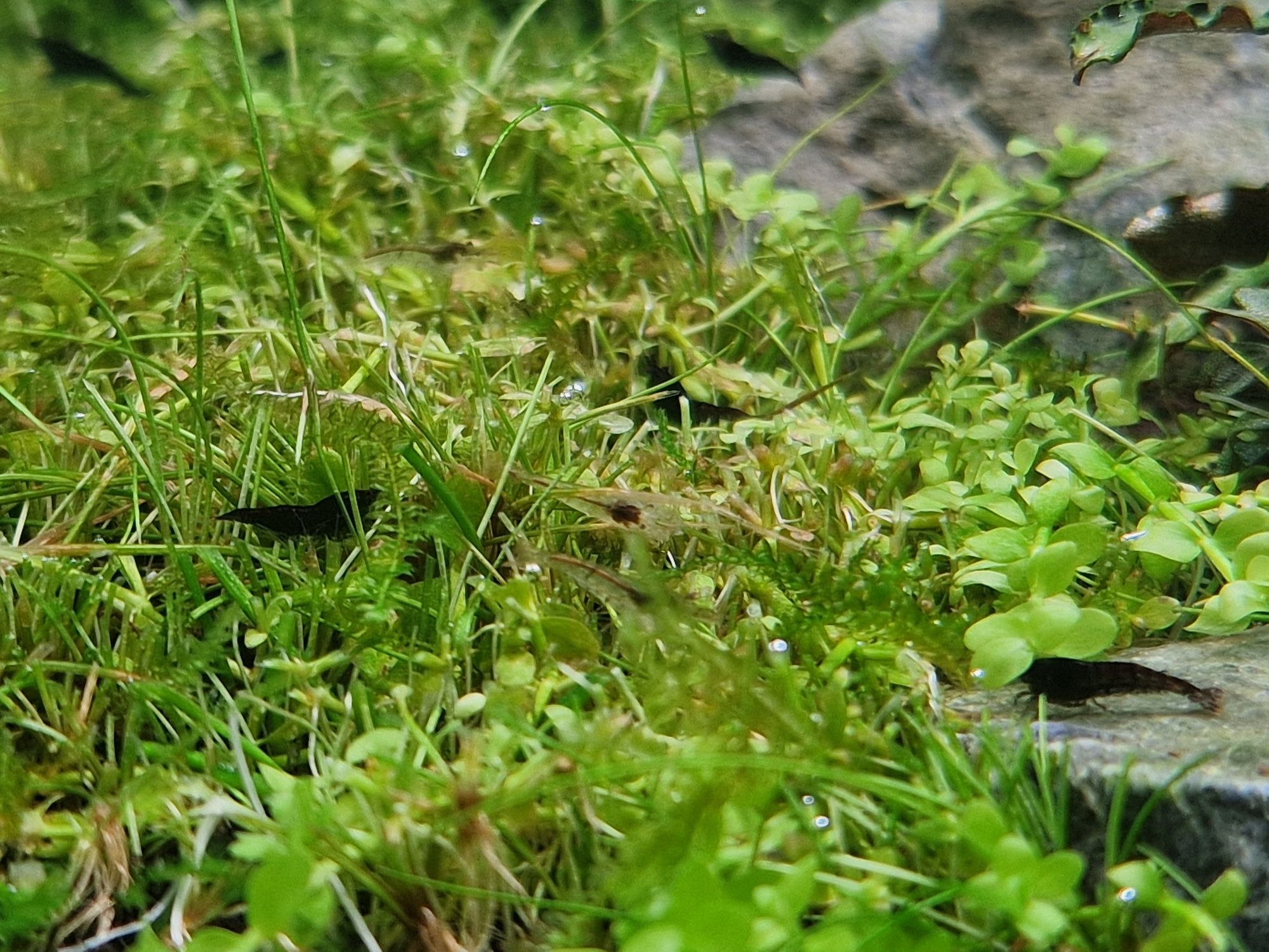 Krewetki Neocardina