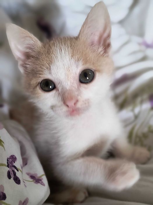 Котик шукає люблячу родину!
