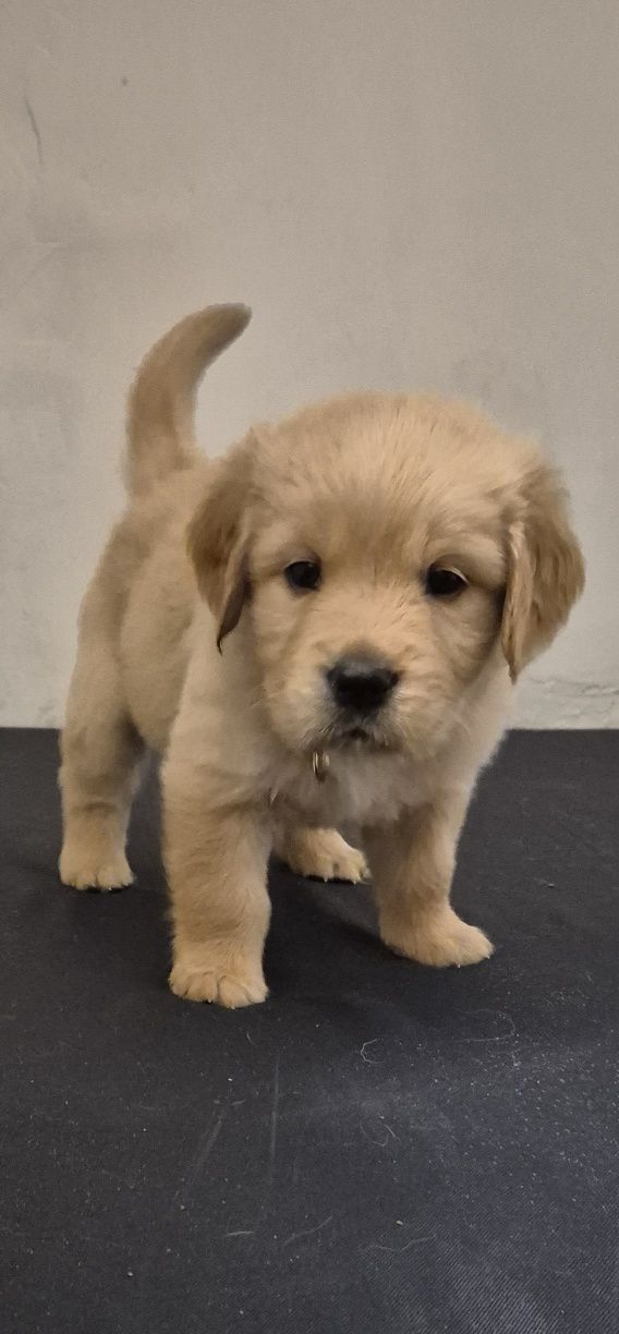 Golden Retriever – ciemnozłoty piesek szuka kochającego domu
