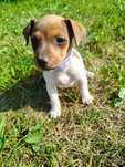 Jack Russell Terrier