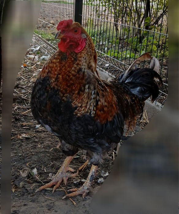 Piekny kawaler szuka nowego domu