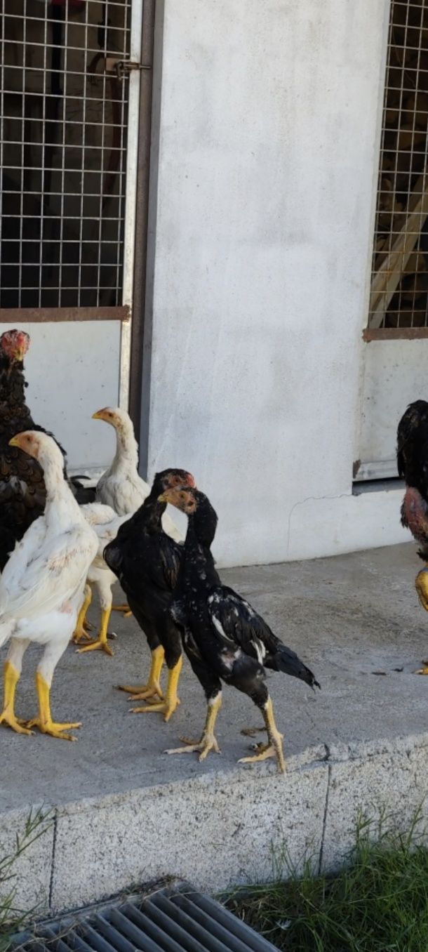 Franguinhos shamos