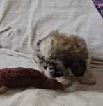 Menino Shih Tzu