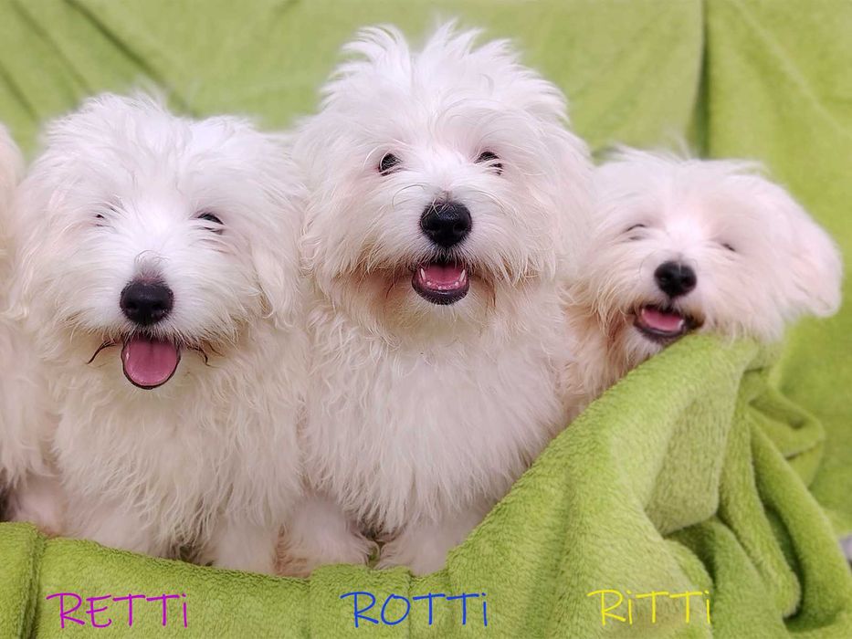 SAMIEC RETTI Coton De Tulear biały mały szczenię ZHPR UCI Kraków