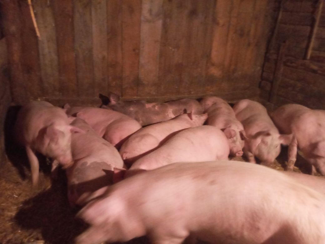 Продам свині  без хімії живою і битою вагою