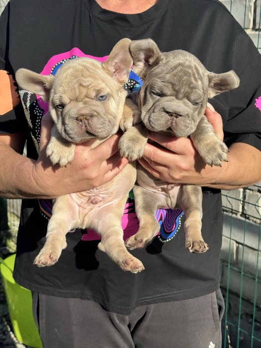 Французкий бульдог бигроп