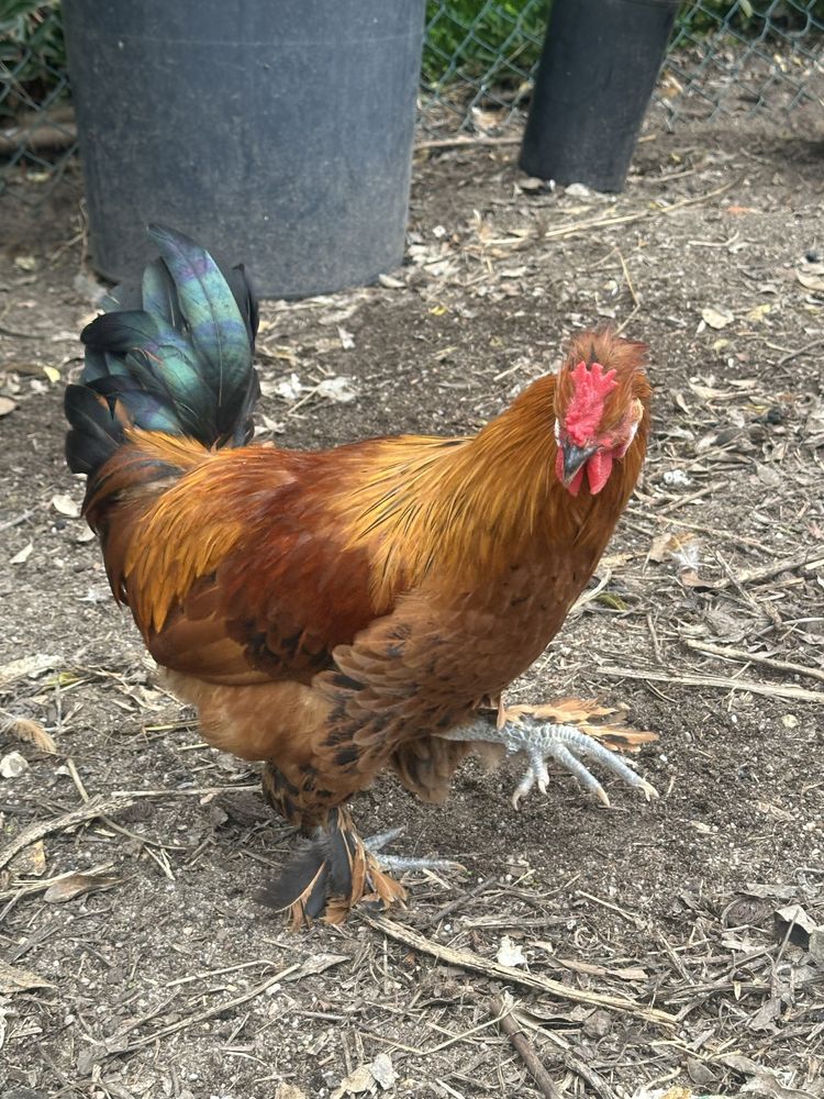 Galos com Topete e penas nas patas