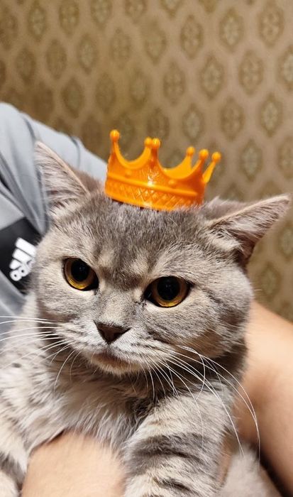 Корона для вашої киці