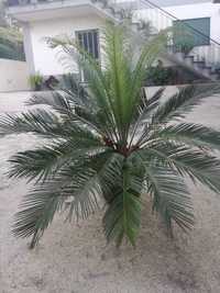 Palmeira para jardim