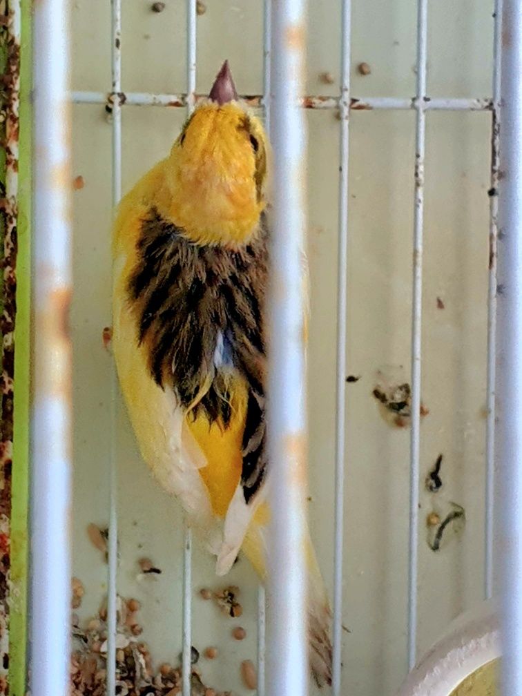 Canário amarelo fêmea