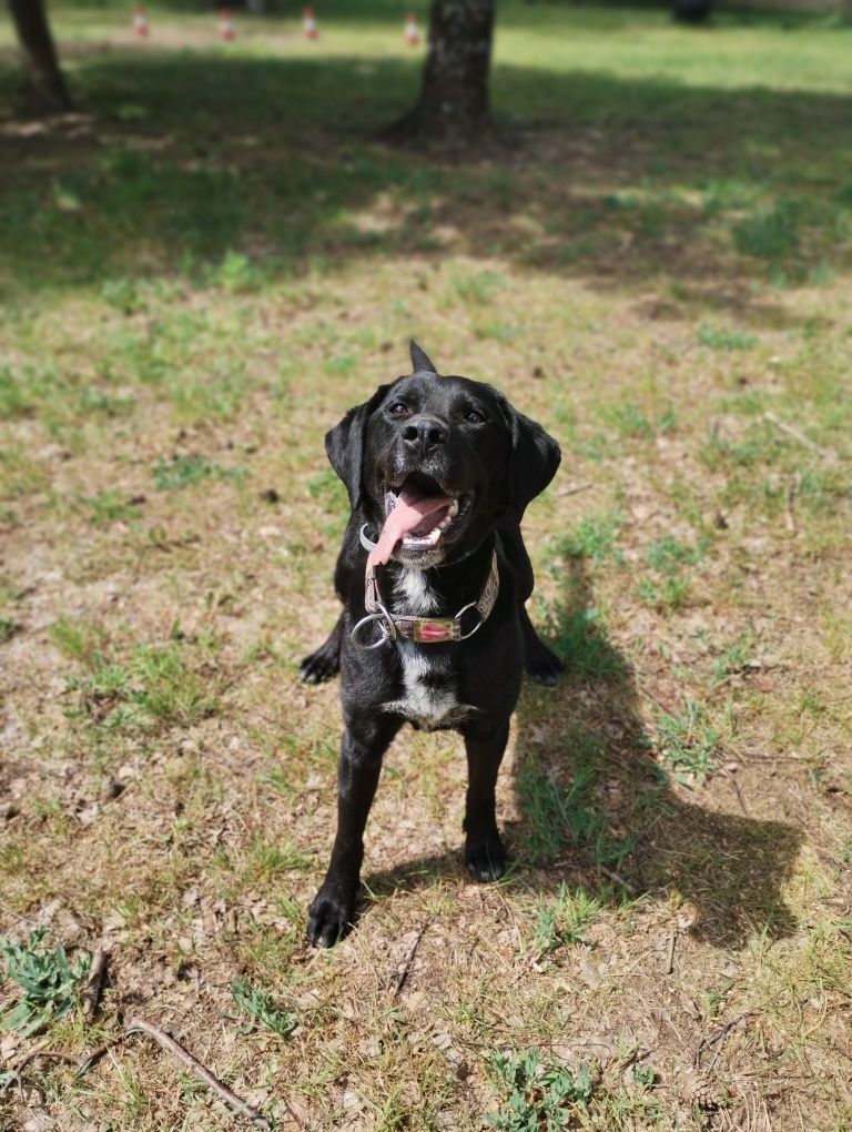 Tosiek w typie labradora szuka domu
