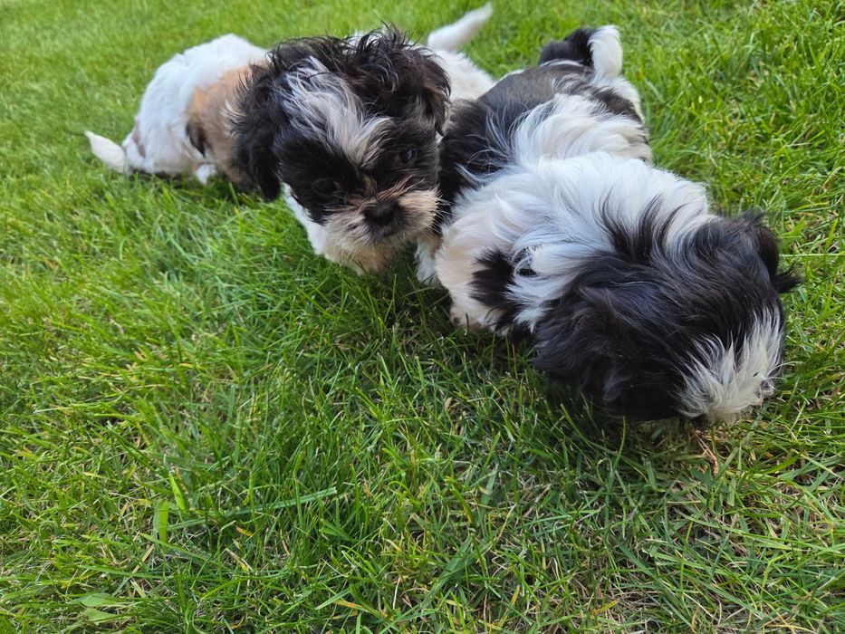 Piękny piesek shih tzu