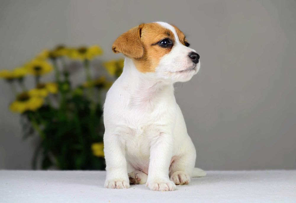 YASMIN – rasowy Jack Russell Terrier, suczka, rodowód ZKwP/FCI