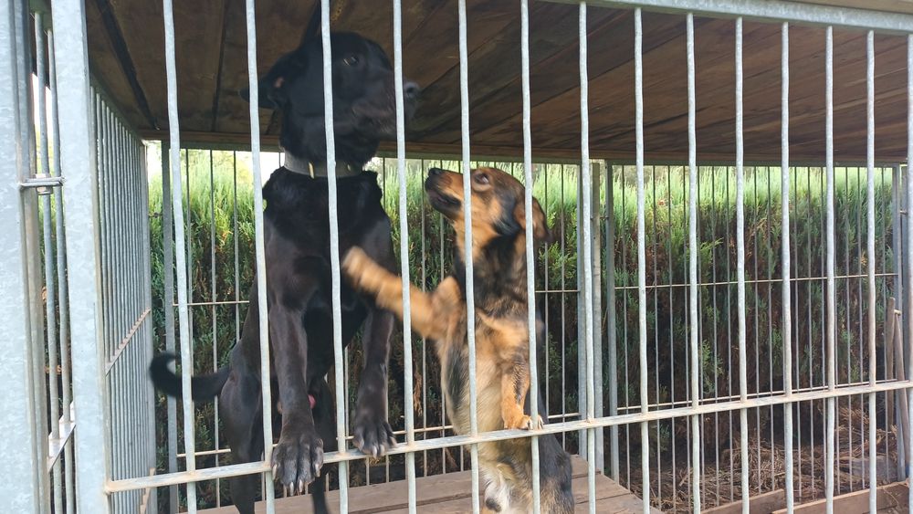 Oddam 2 psy 2letnie wesołe, spokojnej dopłacę. Labrador i mieszaniec.