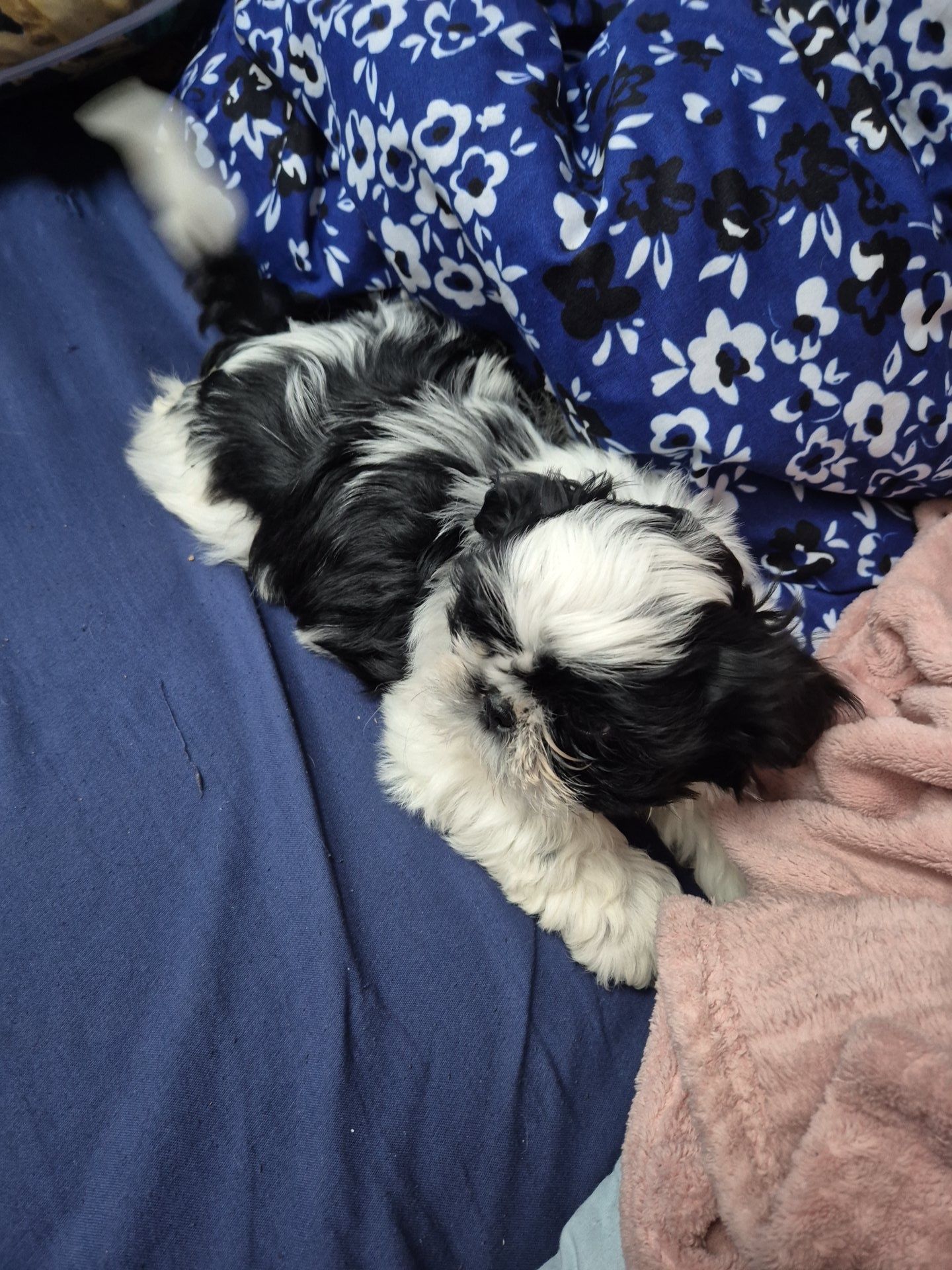 Suczka shih tzu . Rodowód