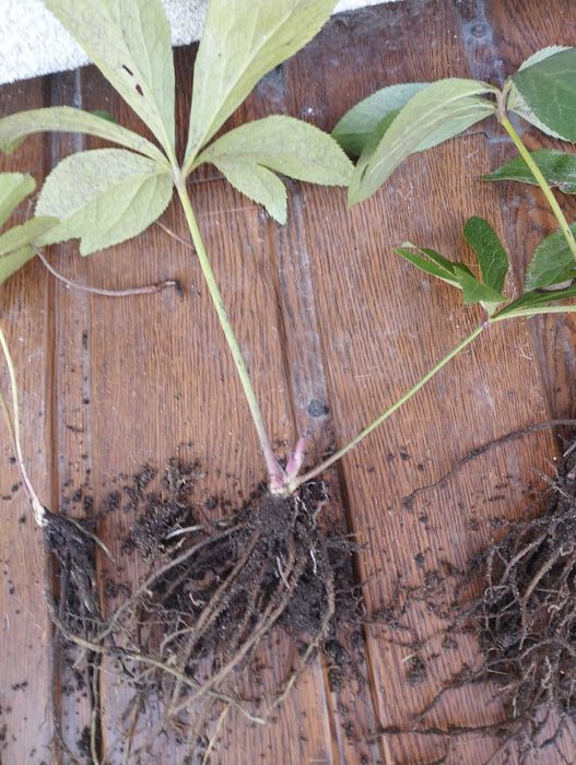 Морозники  чемерники