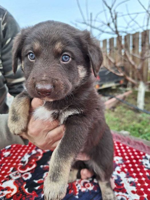 Цуценята. Прилаштовуємо в добрі руки 8 чудових цуценят!