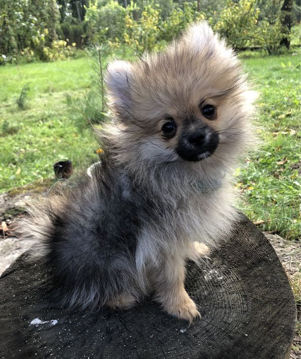 Малышки померашки