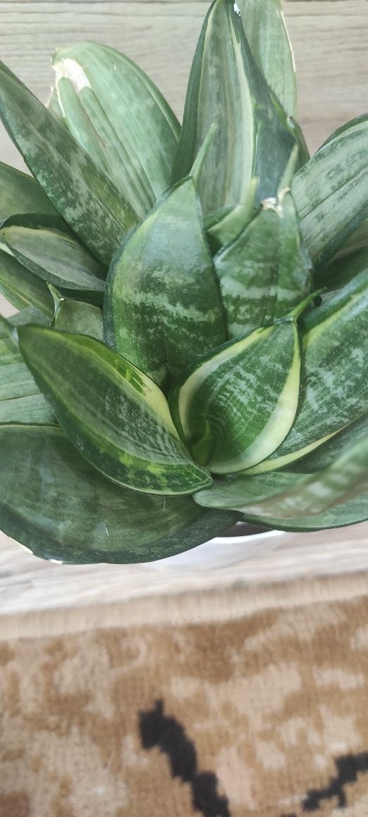 Sansevieria hahnii silver frost