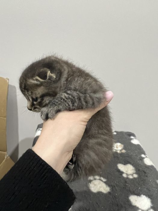 Кошенята скотіш фолд котик висловухий