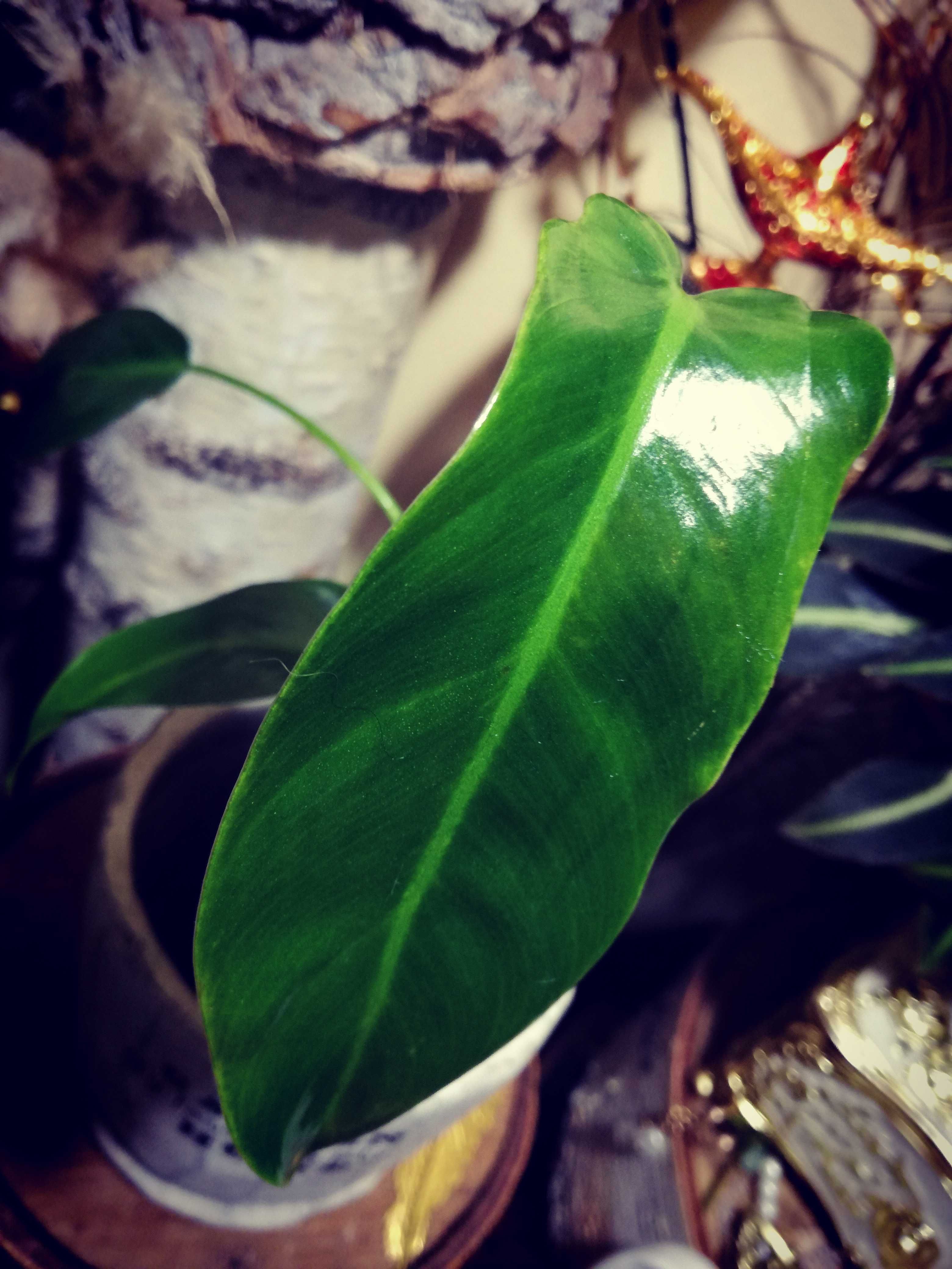 Philodendron Spiritus Sancti Santa Leopoldina UNIKAT monstera filodend