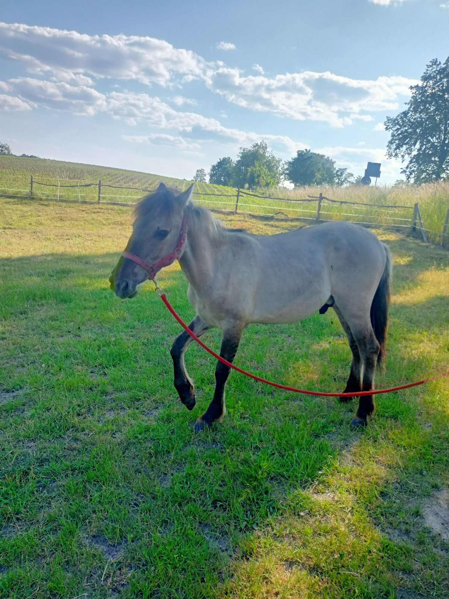 Konik polski wałach