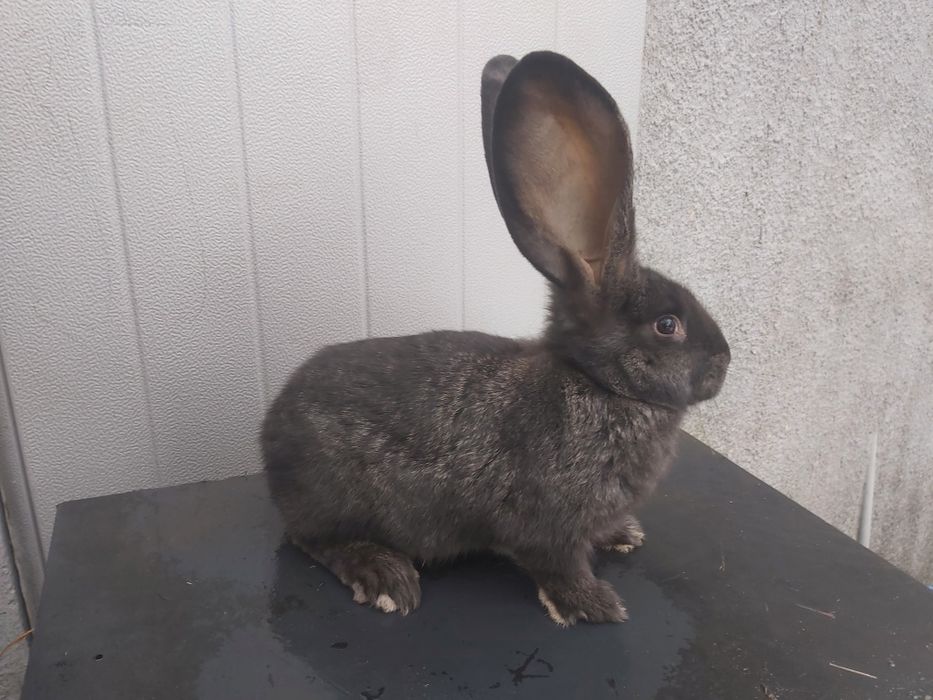 Króliki młode olbrzym belgijski samce