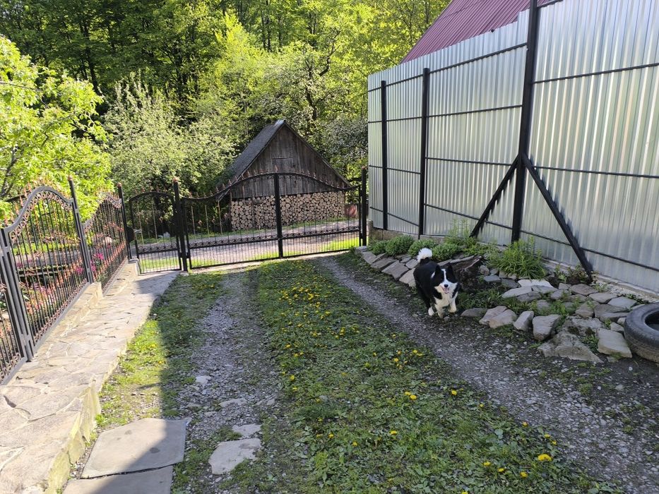 Продам молодого робочого кобеля  русько-європейської лайки