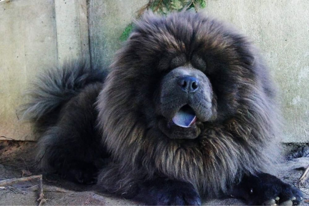 Suczka chow chow