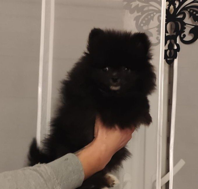 Szpic miniaturowy suczka