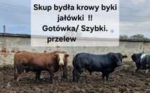 Byki krowy jałówki