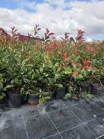 Głogowbik Photinia Redrobin 80cm donicach C5