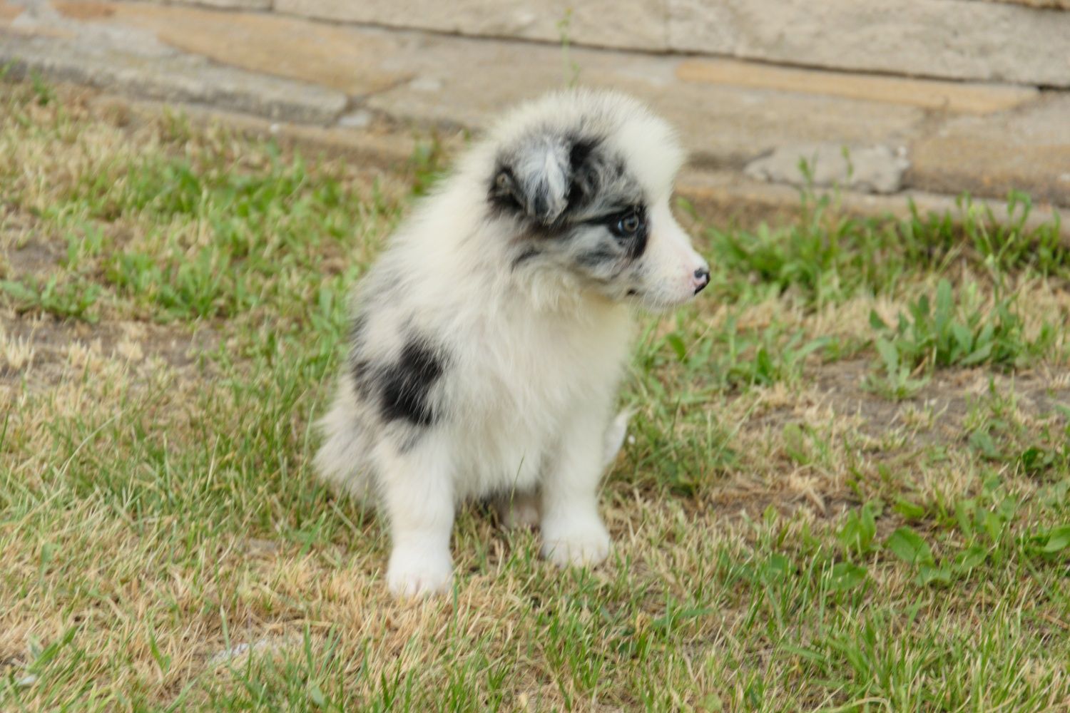 Border collie piesek gotowy do odbioru