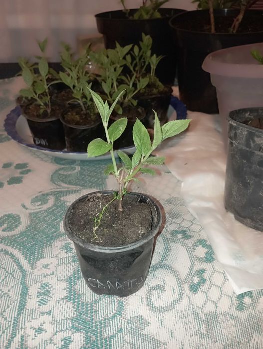 Гортензія мітловидна