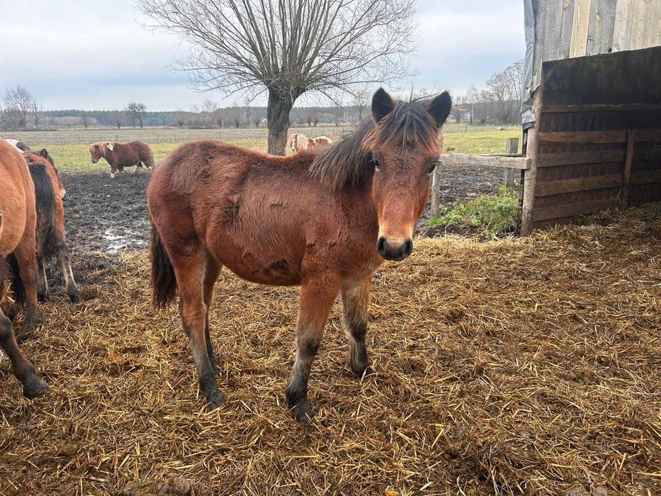 Sprzedam ogierki huculskie