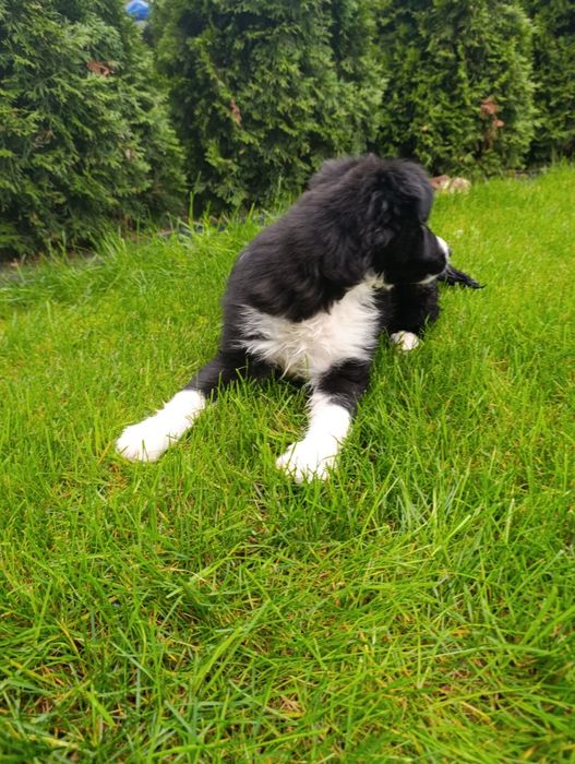 Piesek Border Collie