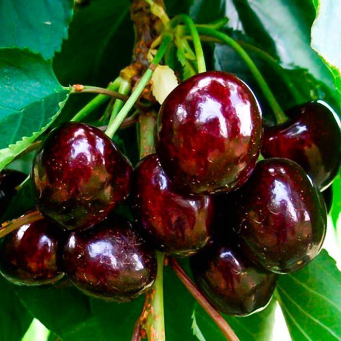 Саджанці черешні ОПТ–Роздріб / Саженцы черешни ОПТ–Розница