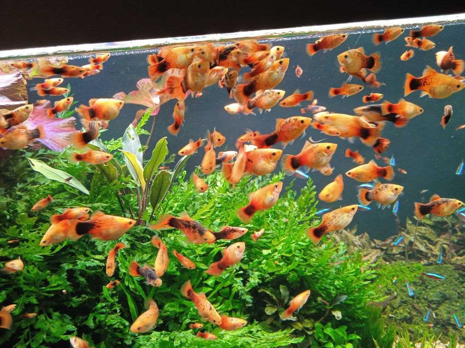 Аквариумные рыбки Рижская Пецилия (Xiphophorus maculatus)