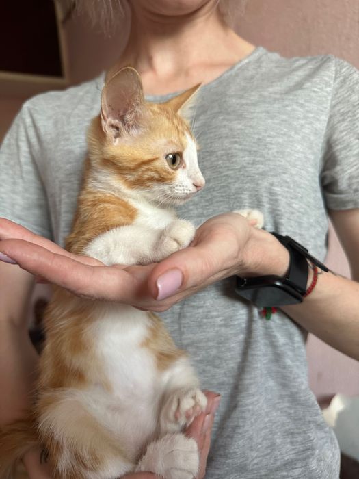 Риже котеня 4 місяці