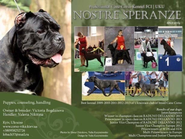 Кане корсо  із kennel Nostre Speranze