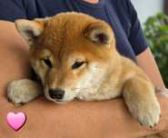 Shiba piękna czerwona suczka