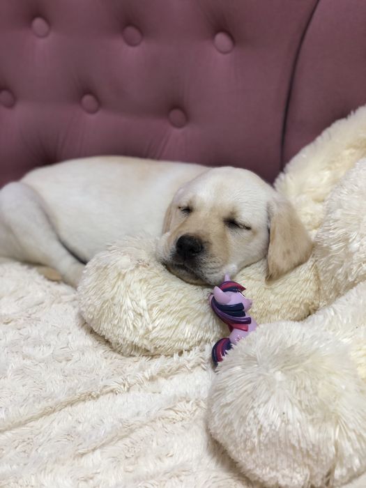 Готовы к продаже щенки лабрадора