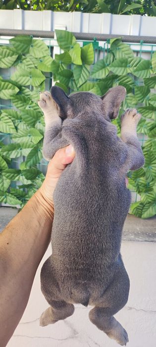 Bulldog francês fêmea blue tan